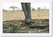 14SerengetiDayGameDrive - 082 * This pride of lions is part of an on-going tracking effort with a radio collar on one of the adult females.